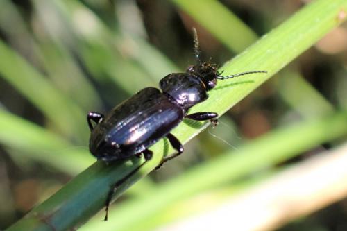Réf. 300 555 : Pterostichus aterrimus
